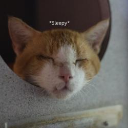 Shelter Stray Male Cat last seen Near BLOCK RUSTLEAF, 4710 TX-151, San Antonio, TX 78227, USA