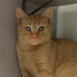 Shelter Stray Male Cat last seen GULF, 4710 TX-151, San Antonio, TX 78227, USA