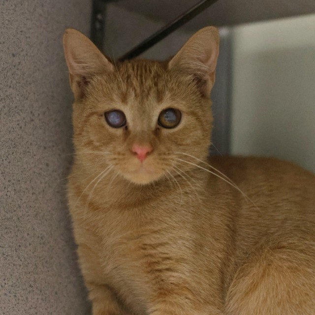 Shelter Stray Male Cat last seen GULF, 4710 TX-151, San Antonio, TX 78227, USA