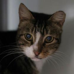 Shelter Stray Male Cat last seen Near BLOCK HILL CREST, 4710 TX-151, San Antonio, TX 78227, USA