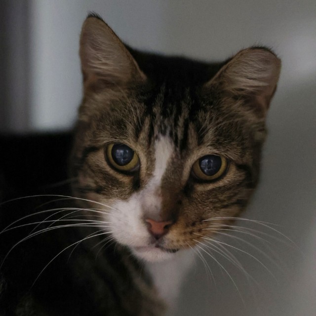 Shelter Stray Male Cat last seen Near BLOCK HILL CREST, 4710 TX-151, San Antonio, TX 78227, USA