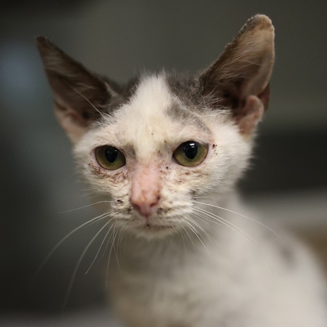 Shelter Stray Male Cat last seen S FLORES, 4710 TX-151, San Antonio, TX 78227, USA