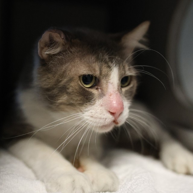 Shelter Stray Male Cat last seen Near BLOCK RATON FALLS, 4710 TX-151, San Antonio, TX 78227, USA