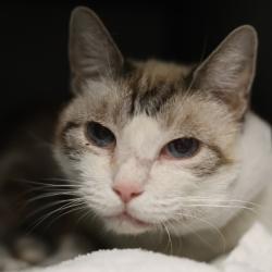 Shelter Stray Male Cat last seen Near BLOCK CRESTON WAY, 4710 TX-151, San Antonio, TX 78227, USA