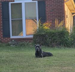 Found/Stray Unknown Dog last seen Oxford Downs/Wesley Lake neighborhood, McDonough, GA 30253