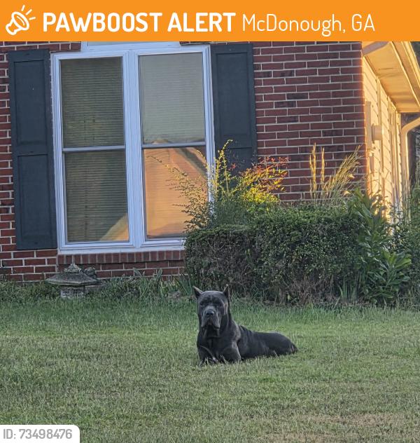 Found/Stray Unknown Dog last seen Oxford Downs/Wesley Lake neighborhood, McDonough, GA 30253