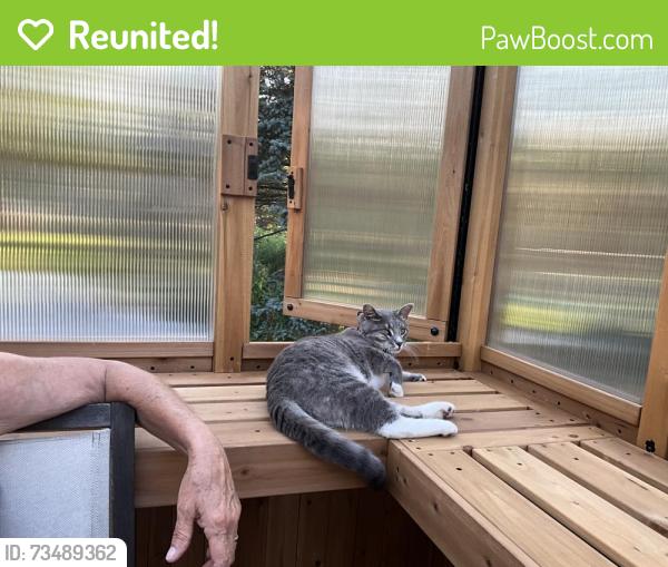 Reunited Male Cat last seen Near 11th ave, Pleasant Prairie, WI 53158