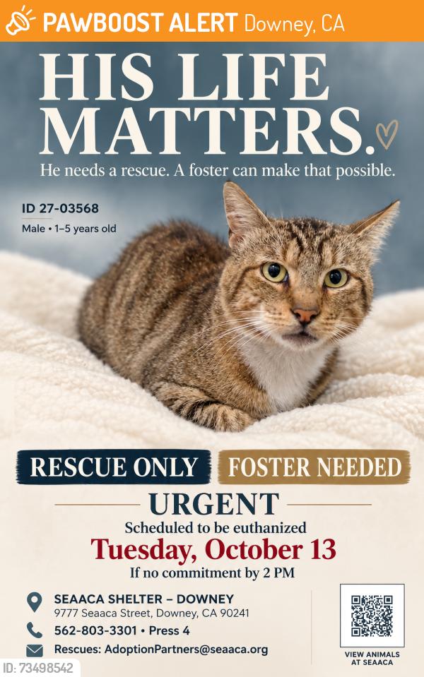Found/Stray Male Cat last seen SEAACA Shelter Downey, Downey, CA 90241
