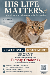 Found/Stray Male Cat last seen SEAACA Shelter Downey, Downey, CA 90241