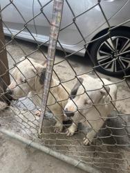 Found/Stray Male Dog last seen Crest Ave and Keller, Riverside, CA 92501