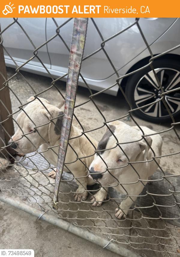 Found/Stray Male Dog last seen Crest Ave and Keller, Riverside, CA 92501