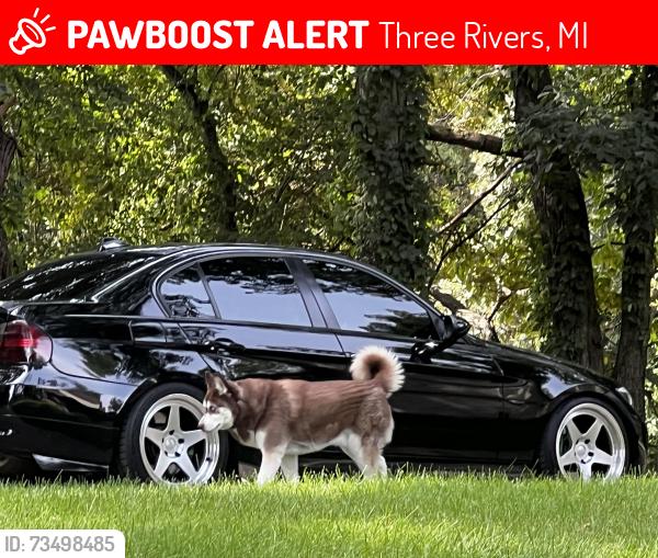 Lost Male Dog last seen Null rd, Three Rivers, MI 49093