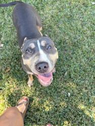 Found/Stray Female Dog last seen Hamilton bridges dr E, Mobile, AL 36695