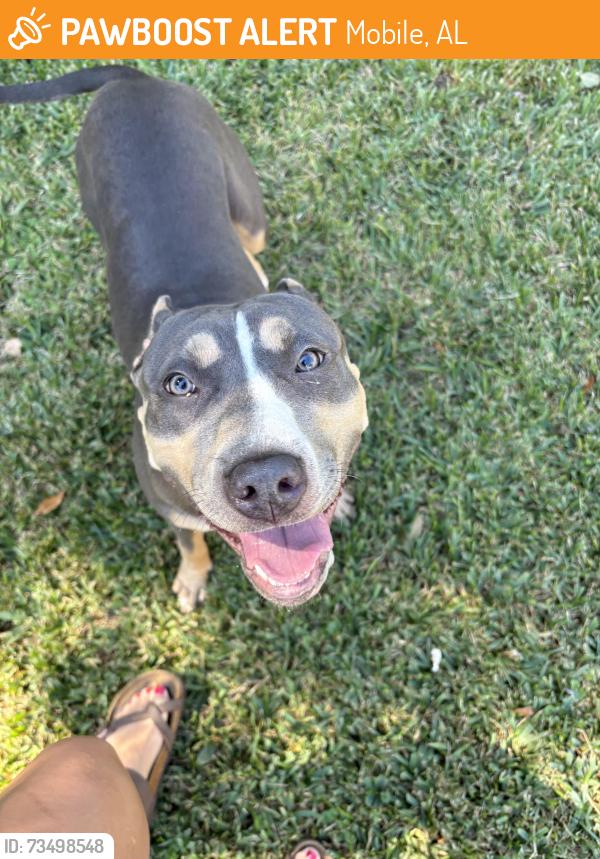 Found/Stray Female Dog last seen Hamilton bridges dr E, Mobile, AL 36695