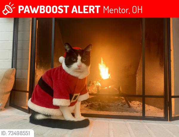 Lost Male Cat last seen Rt 20, Stanford, rt 84, Mentor, OH 44060