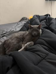 Lost Male Cat last seen Waterway dr., Montclair, VA 22025