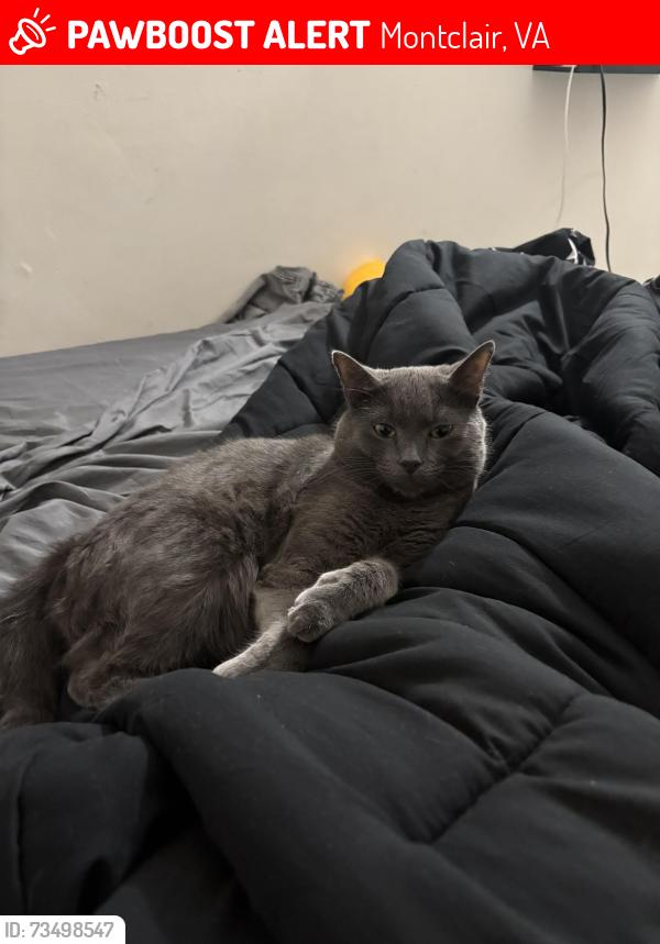 Lost Male Cat last seen Waterway dr., Montclair, VA 22025