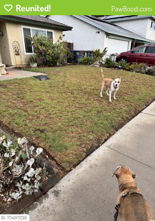 Reunited Female Dog last seen Taffrail LN, Navy LN, Oxnard, CA 93035