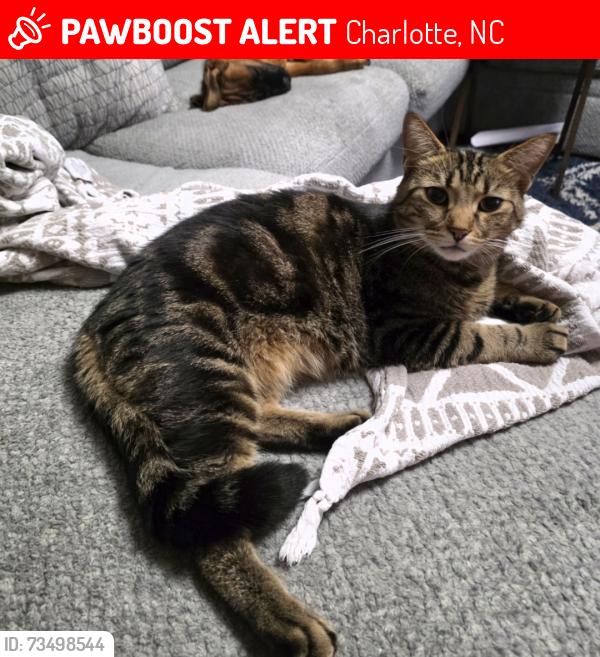 Lost Male Cat last seen Hidden Meadow Subdivision, Charlotte, NC 28269