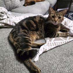 Lost Male Cat last seen Hidden Meadow Subdivision, Charlotte, NC 28269