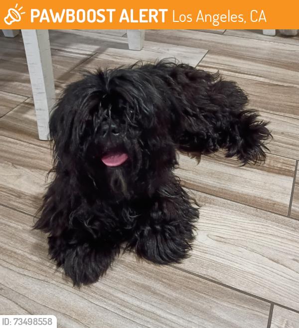 Found/Stray Female Dog last seen South Central Avenue & 54th Street. McKinley & 54th Street., Los Angeles, CA 90011
