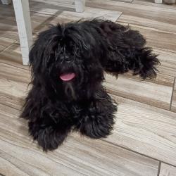Found/Stray Female Dog last seen South Central Avenue & 54th Street. McKinley & 54th Street., Los Angeles, CA 90011