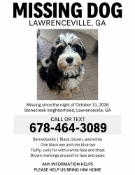 Lost Male Dog last seen Near Deerbrook Run Drive, Lawrenceville, GA 30043