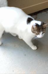 Lost Male Cat last seen Moury and Middleton Ave, Atlanta, GA 30315