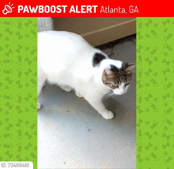 Lost Male Cat last seen Moury and Middleton Ave, Atlanta, GA 30315