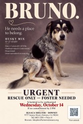 Found/Stray Male Dog last seen SEAACA Shelter Downey, Buena Park, CA 90621