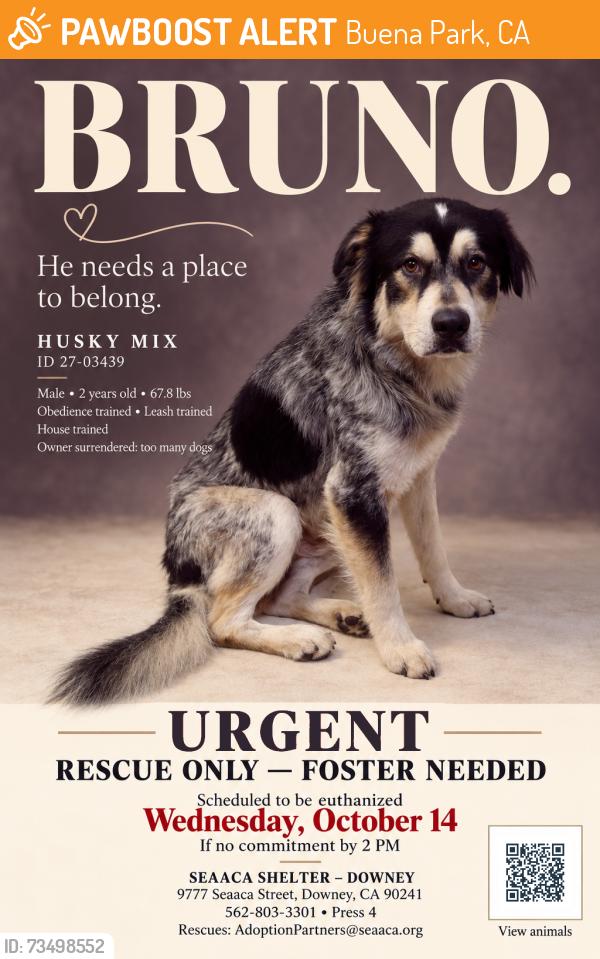Found/Stray Male Dog last seen SEAACA Shelter Downey, Buena Park, CA 90621