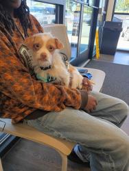 Shelter Stray Male Dog last seen Near Spring Rd, Atlanta, GA, 1251 Fulton Industrial Blvd NW, Atlanta, GA 30336, USA
