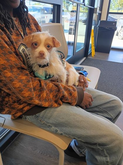 Shelter Stray Male Dog last seen Near Spring Rd, Atlanta, GA, 1251 Fulton Industrial Blvd NW, Atlanta, GA 30336, USA