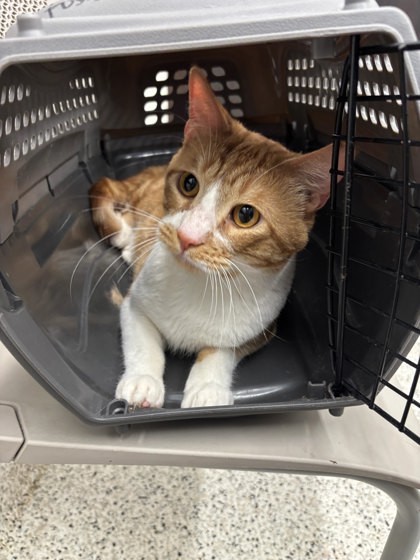 Shelter Stray Male Cat last seen Near Hollywood Rd, Atlanta, GA, 1251 Fulton Industrial Blvd NW, Atlanta, GA 30336, USA