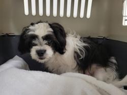 Shelter Stray Male Dog last seen Near Sargeant St, 21223, MD, 2490 Giles Rd, Baltimore, MD 21225, USA