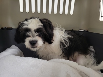 Shelter Stray Male Dog last seen Near Sargeant St, 21223, MD, 2490 Giles Rd, Baltimore, MD 21225, USA