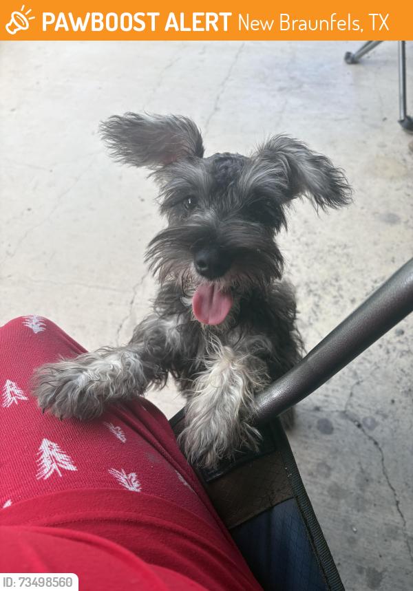 Found/Stray Unknown Dog last seen Oekler, New Braunfels, TX 78130