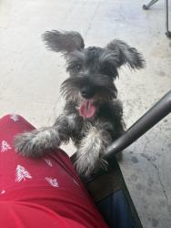 Found/Stray Unknown Dog last seen Oekler, New Braunfels, TX 78130