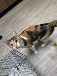Shelter Stray Female Cat last seen Near Index Rd, Fitchburg, WI 53713, Fitchburg, City of, WI, 5132 Voges Rd, Madison, WI 53718, USA