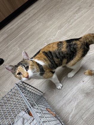 Shelter Stray Female Cat last seen Near Index Rd, Fitchburg, WI 53713, Fitchburg, City of, WI, 5132 Voges Rd, Madison, WI 53718, USA