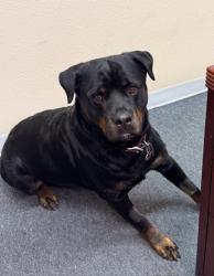 Reunited Female Dog last seen Near Miller St, San Leandro, CA 94577