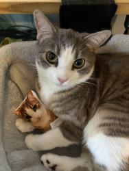 Reunited Male Cat last seen Rosita St, Santa Ana, CA, USA, Santa Ana, CA 92843