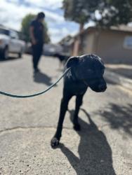 Shelter Stray Female Dog last seen E Euclid Ave & Minnewawa, Fresno Zone Fresno CO 2 93727, CA, 1510 W Dan Ronquillo Dr, Fresno, CA 93706, USA