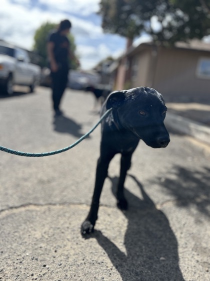 Shelter Stray Female Dog last seen E Euclid Ave & Minnewawa, Fresno Zone Fresno CO 2 93727, CA, 1510 W Dan Ronquillo Dr, Fresno, CA 93706, USA