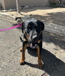Shelter Stray Male Dog last seen E Euclid Ave & Minnewawa, Fresno Zone Fresno CO 2 93727, CA, 1510 W Dan Ronquillo Dr, Fresno, CA 93706, USA