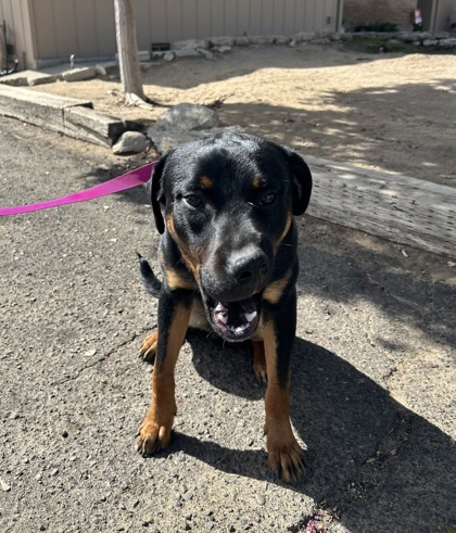 Shelter Stray Male Dog last seen E Euclid Ave & Minnewawa, Fresno Zone Fresno CO 2 93727, CA, 1510 W Dan Ronquillo Dr, Fresno, CA 93706, USA