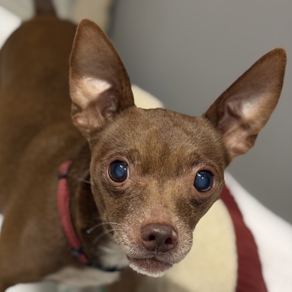 Shelter Stray Male Dog last seen Near block of Zinfandel Dr, Rancho Cordova, CA, 6201 Florin Perkins Rd, Sacramento, CA 95828, USA