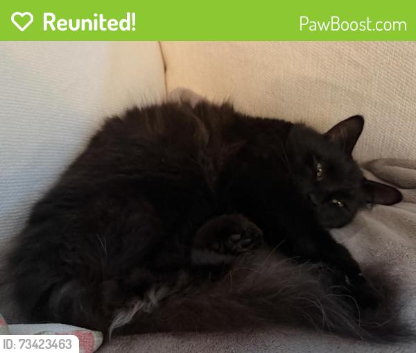 Reunited Male Cat last seen Fieldfare, Woodland, Basswood, Beaconsfield, QC H9W 3H3