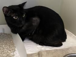 Shelter Stray Male Cat last seen Near Top Sail Lane, VB AC, FL, 6230 77th St, Vero Beach, FL 32967, USA