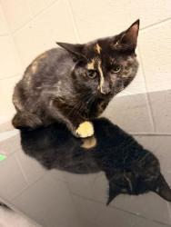 Shelter Stray Female Cat last seen Near Buffat Mill Rd, Knox County GP, TN, 3201 Division St, Knoxville, TN 37919, USA